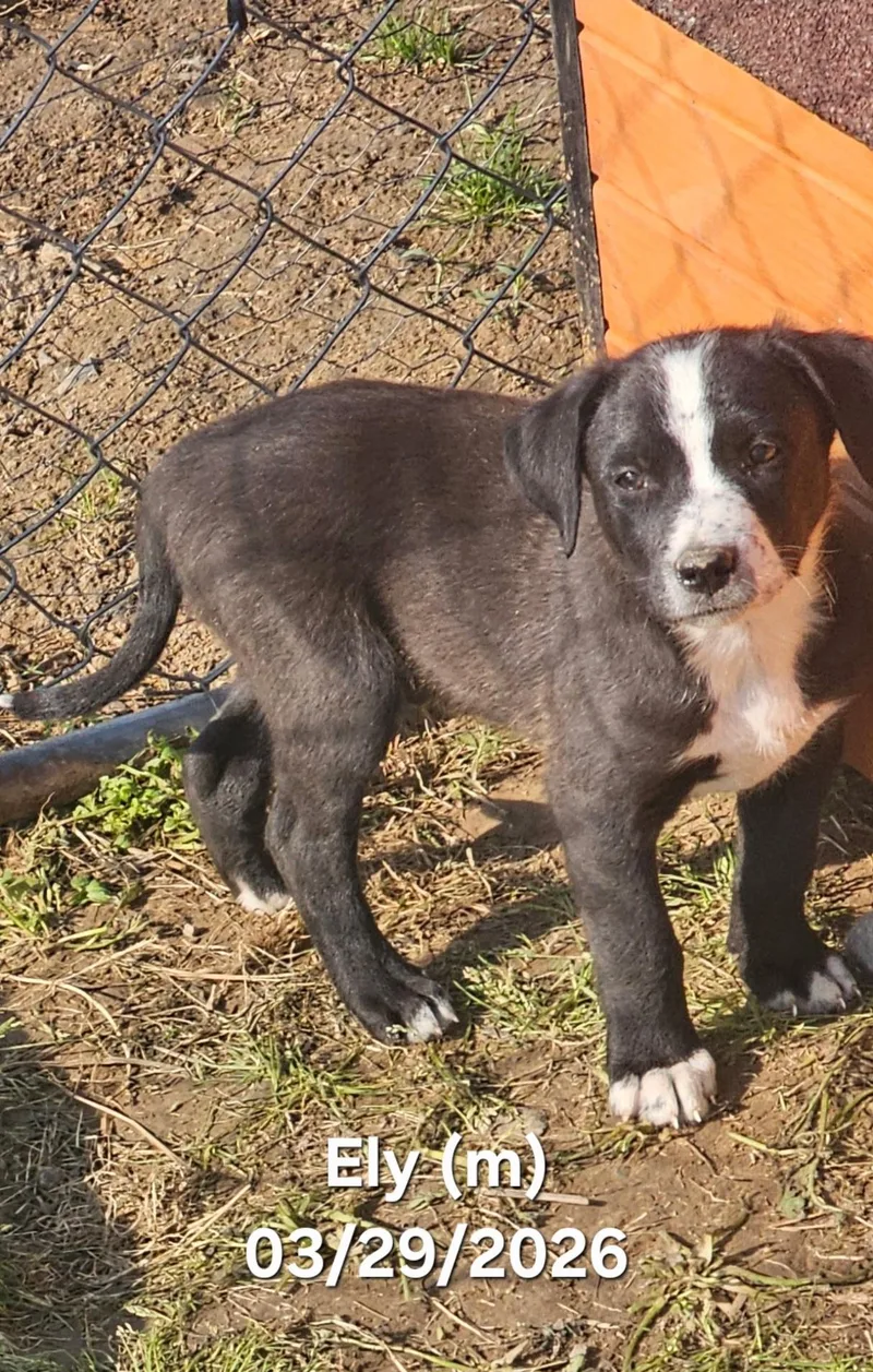 A baby medium-sized male Black Border Collie dog named Ely for adoption in Warren, RI