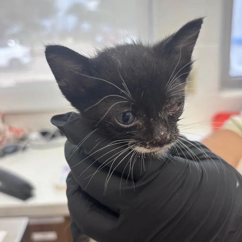 A baby small-sized female Domestic Short Hair cat named Marceline for adoption in Corpus Christi, TX