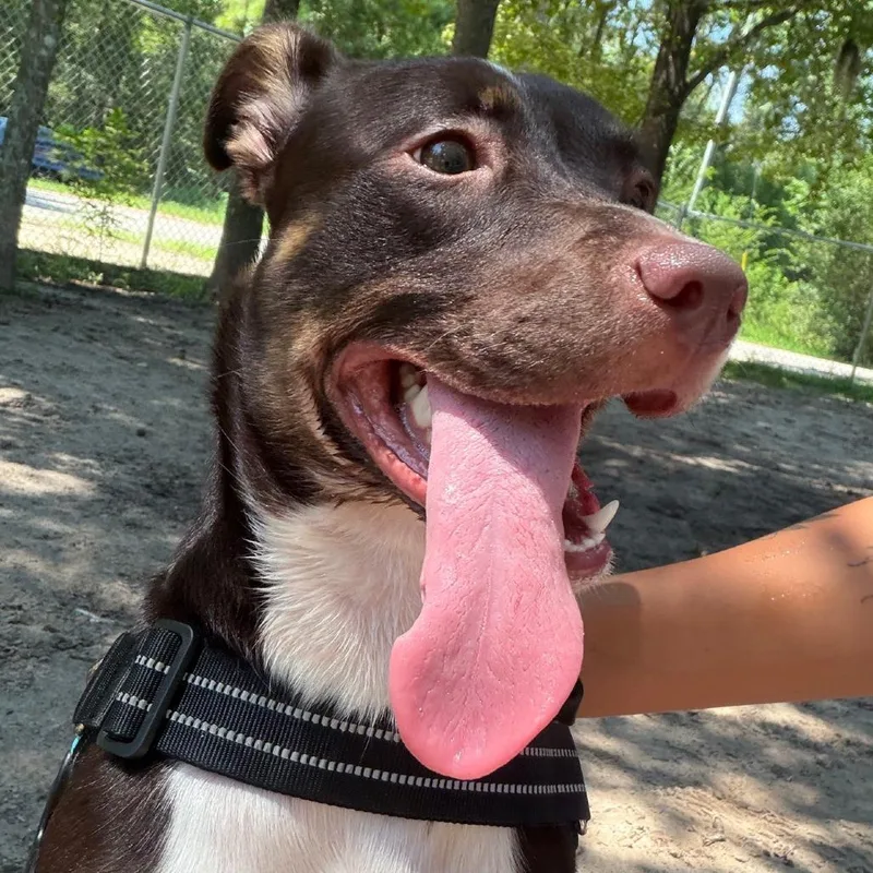 A young medium-sized female Brown / Chocolate Mixed Breed dog named Ivie for adoption in Middleburg, FL