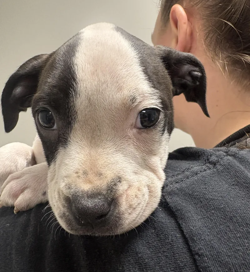 A baby large-sized female White / Cream Pit Bull Terrier dog named Lasso for adoption in Detroit, MI
