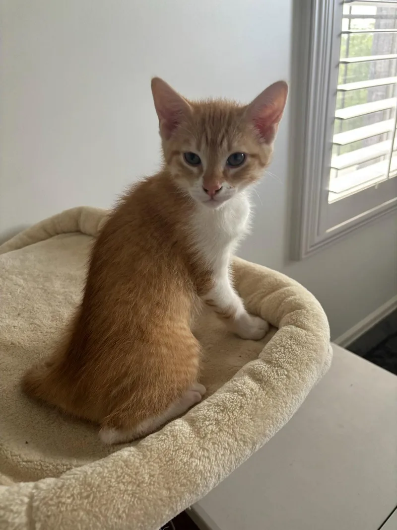 A baby medium-sized male Orange & White Domestic Short Hair cat named Stan for adoption in Utica, MI