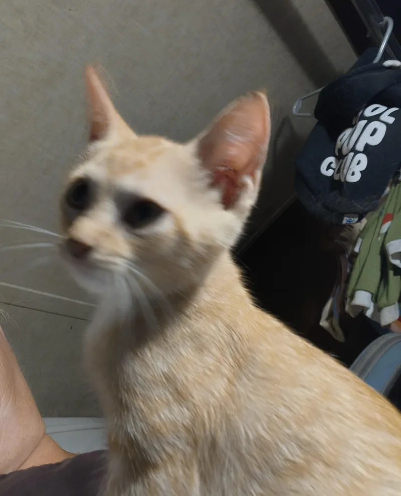 A baby small-sized female Domestic Short Hair cat named Moppet for adoption in Beeville, TX
