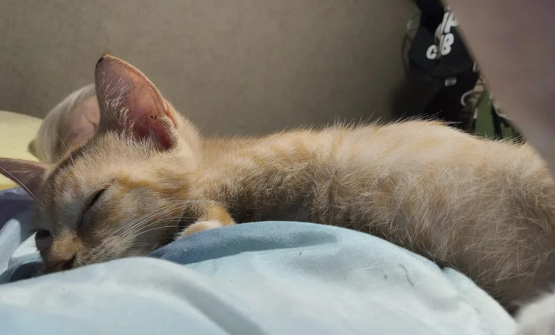 Moppet thumbnail 2