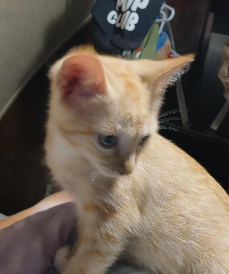 Moppet thumbnail 3