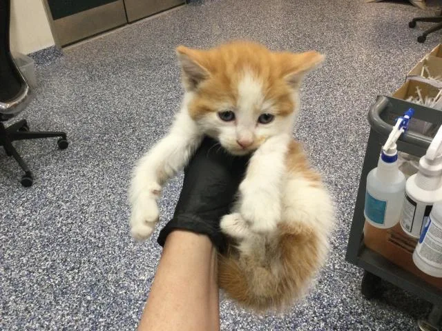 A baby small-sized male Domestic Medium Hair cat named A for adoption in Thousand Palms, CA
