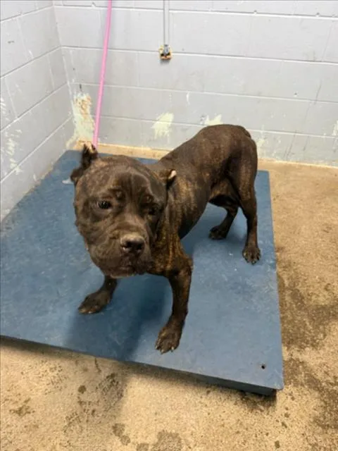 An adult medium-sized female Cane Corso dog named Emmi for adoption in Woodland, CA