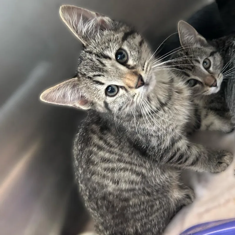 A baby small-sized male Brown / Chocolate Domestic Short Hair cat named Portobello for adoption in Davenport, IA