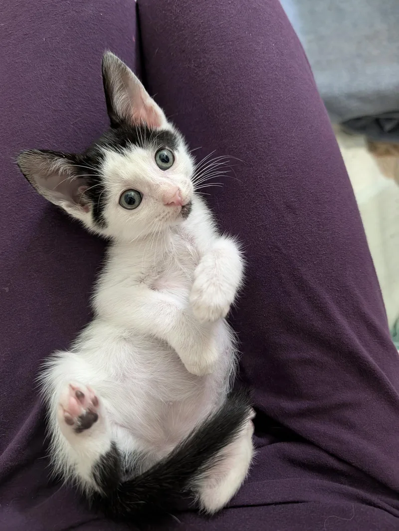 A baby medium-sized female Black & White / Tuxedo Domestic Short Hair cat named Ruby for adoption in Trenton, NJ