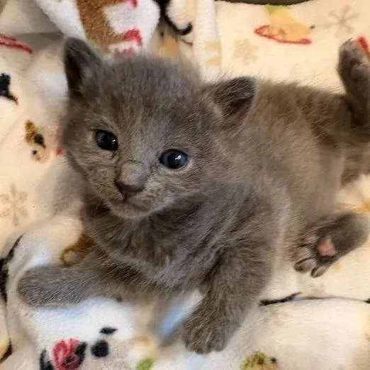 A baby small-sized female Gray / Blue / Silver Domestic Short Hair cat named Syd for adoption in Lynchburg, VA