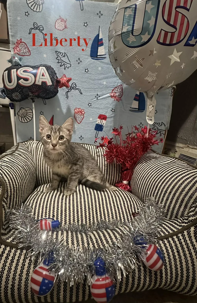 A baby small-sized male Brown / Chocolate Domestic Short Hair cat named Liberty for adoption in Pittsburgh, PA