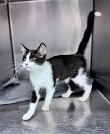 A baby small-sized male Black & White / Tuxedo Domestic Short Hair cat named Truman for adoption in Bishop, GA