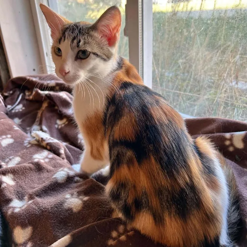A baby small-sized female Calico Domestic Short Hair cat named Cinnamon Toast for adoption in Inver Grove Heights, MN