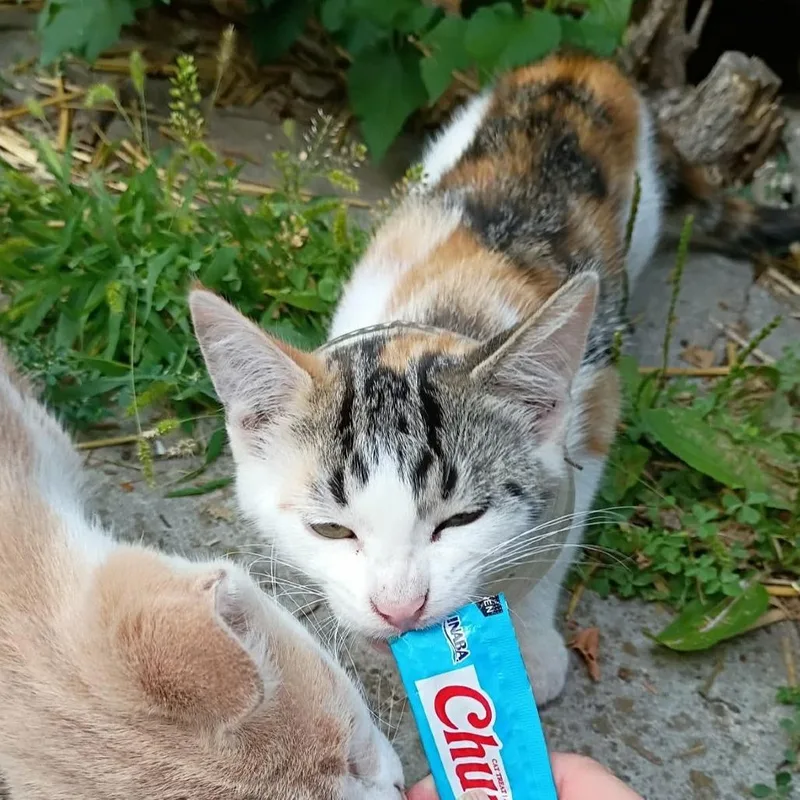 Cinnamon Toast thumbnail 3
