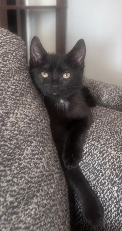 A baby small-sized female Domestic Short Hair cat named Zora for adoption in Burbank, CA