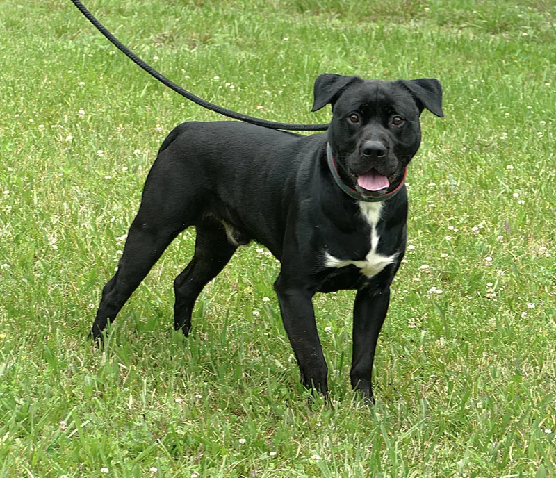 Onyx
