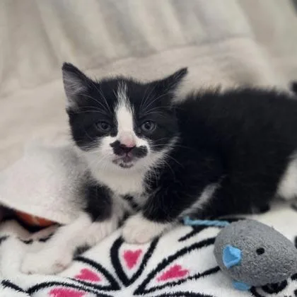 A baby small-sized female Domestic Short Hair cat named Playstation for adoption in Westland, MI