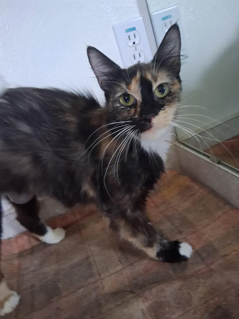 An adult medium-sized female Domestic Medium Hair cat named Connie Falco for adoption in Oviedo, FL