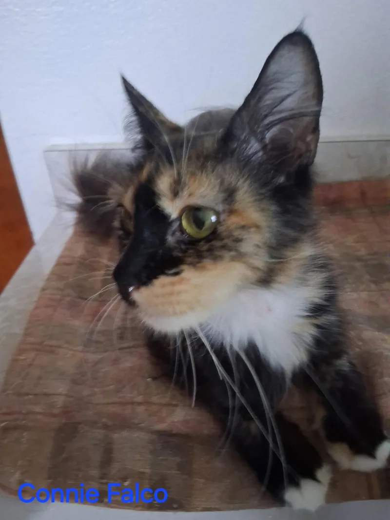 Connie Falco thumbnail 2
