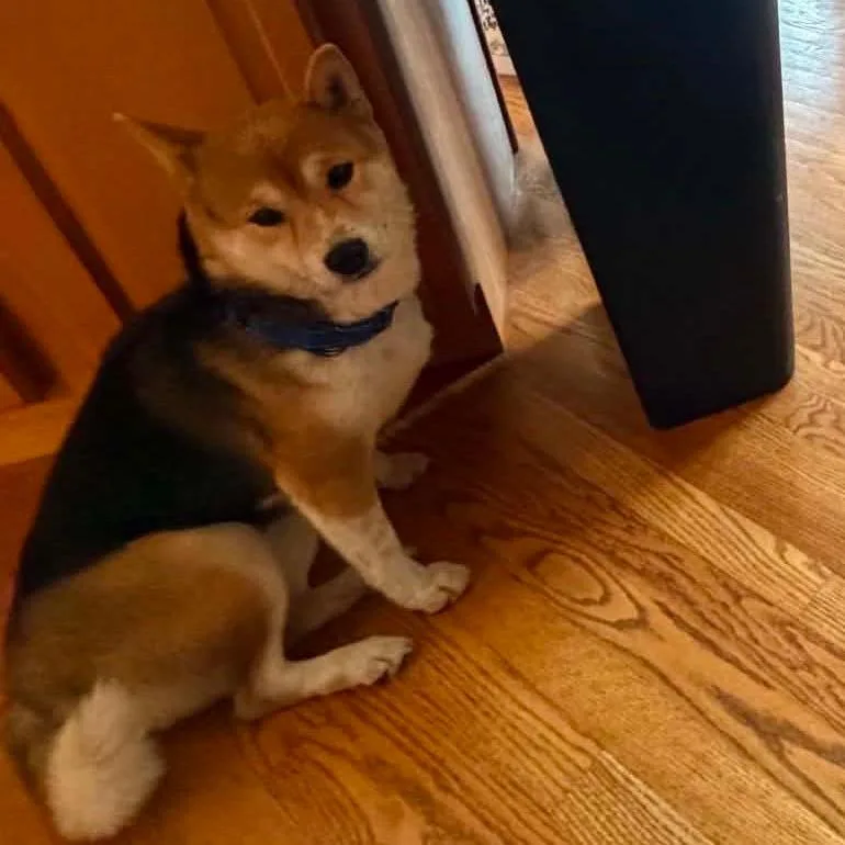 An adult small-sized female Black Shiba Inu dog named Zazu for adoption in DeKalb, IL