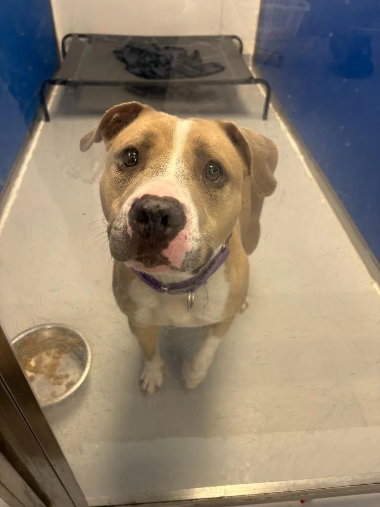 A young medium-sized female Pit Bull Terrier dog named Josie for adoption in New Kensington, PA