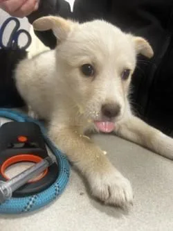 A baby large-sized female Golden Retriever dog named Carrie for adoption in Morton Grove, IL
