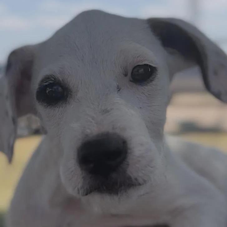 A baby small-sized female White / Cream Golden Retriever dog named Birdie for adoption in Midland, TX