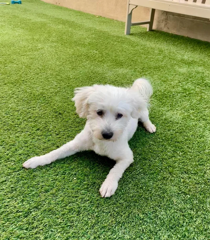 A young small-sized male Maltese dog named Retro for adoption in Phoenix, AZ
