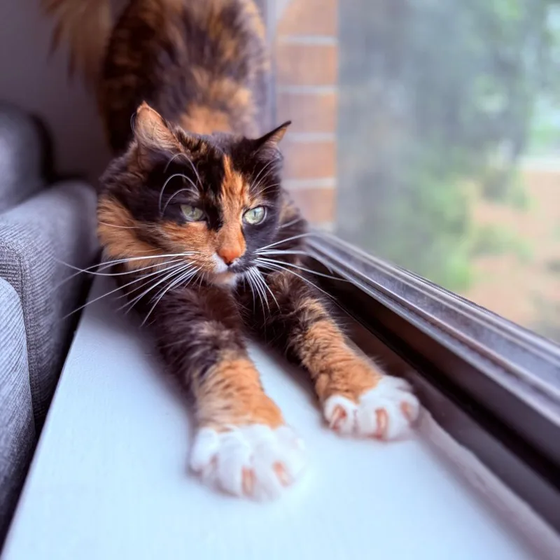 Reeces thumbnail 4
