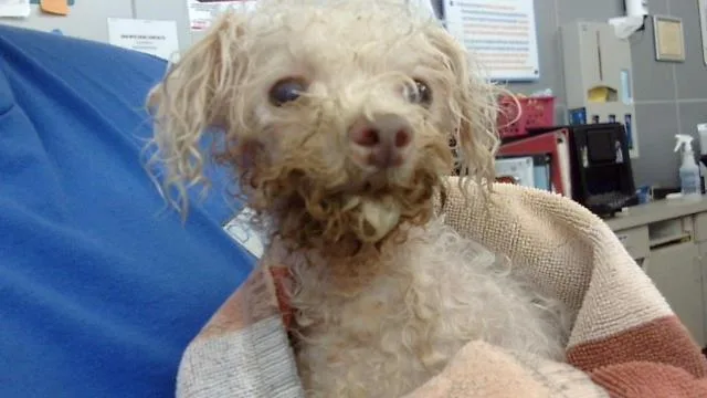 A senior small-sized female Mixed Breed dog named Ms.vorhees for adoption in Dallas, TX
