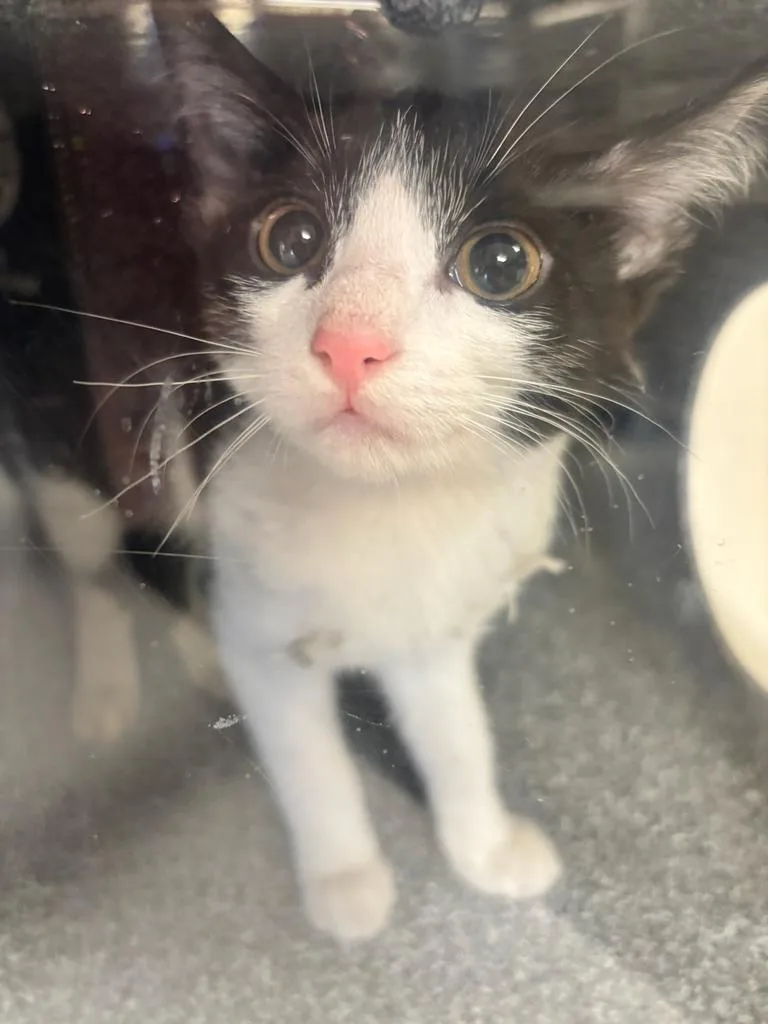 A baby large-sized female Domestic Short Hair cat named Madelyn for adoption in Greenfield, IN