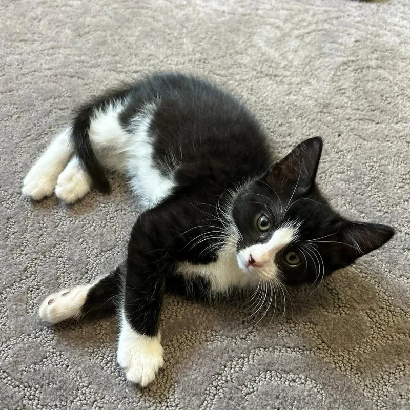 A baby small-sized male Black Domestic Short Hair cat named Opie for adoption in Harrisonburg, VA