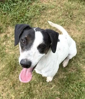 A young medium-sized female Hound dog named Birdie for adoption in Carrollton, GA