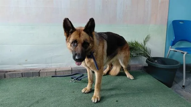 An adult large-sized female German Shepherd Dog dog named A for adoption in Baldwin Park, CA