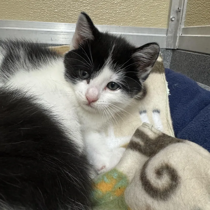 A baby medium-sized female Black & White / Tuxedo Domestic Short Hair cat named Violet for adoption in Tomah, WI