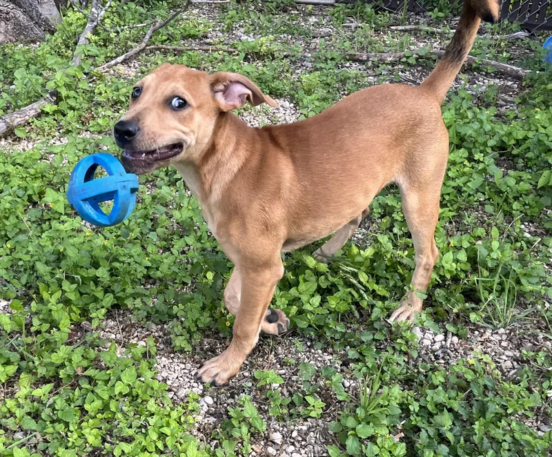A baby medium-sized female Labrador Retriever dog named Sadie for adoption in San Antonio, TX