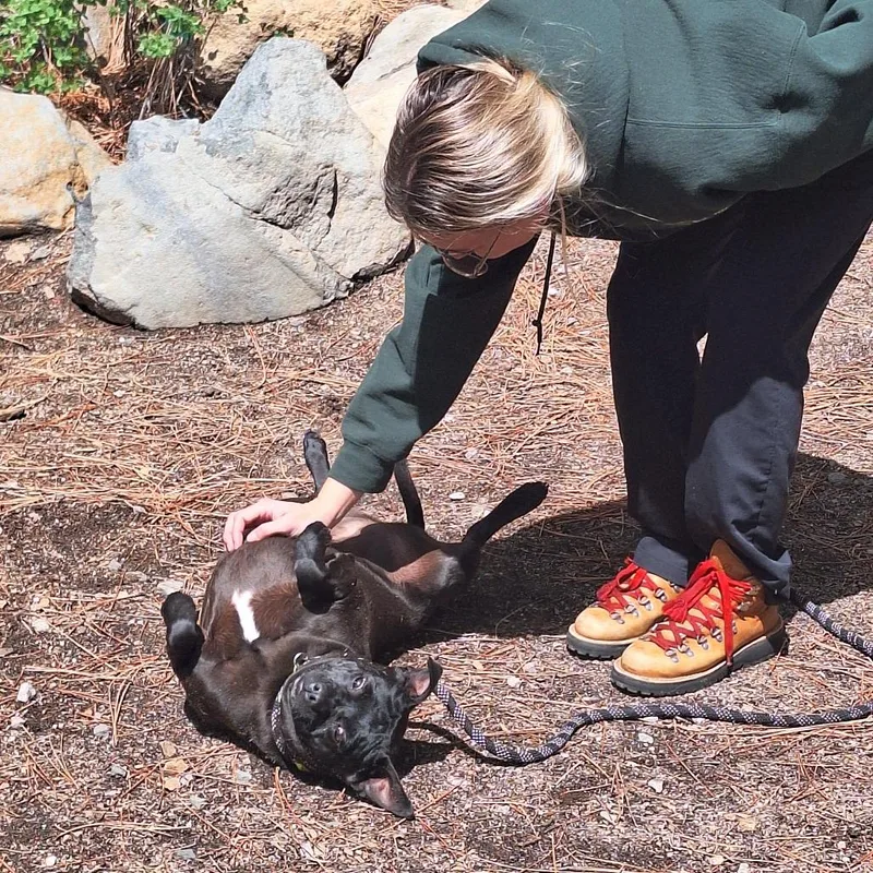 An adult medium-sized female Black Pug dog named Fruschetta for adoption in Incline Village, NV