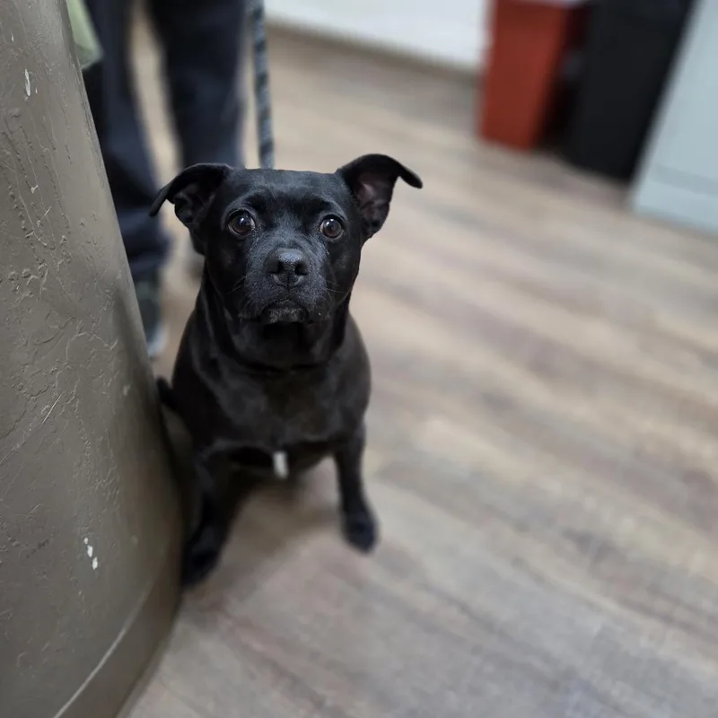 Fruschetta thumbnail 2