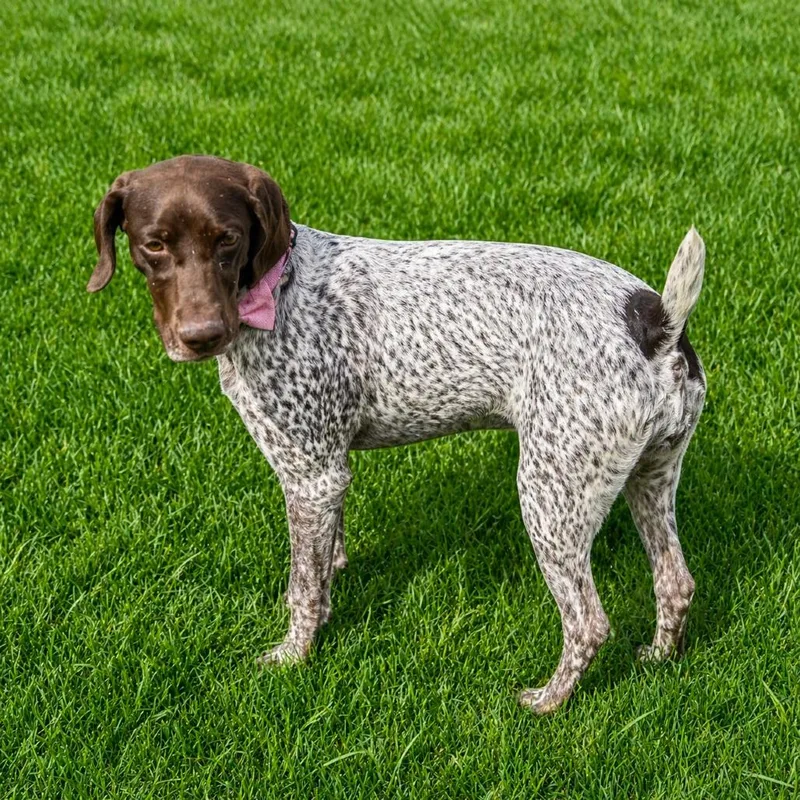 Freckles Fran thumbnail 2