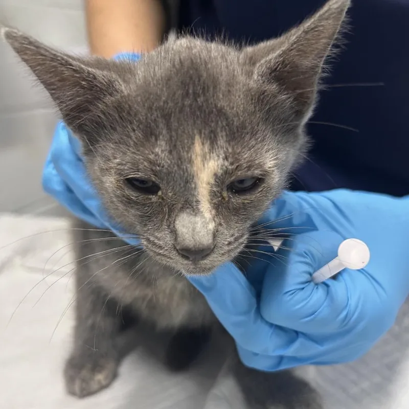 A baby small-sized female Domestic Short Hair cat named Treat for adoption in Summerville, SC