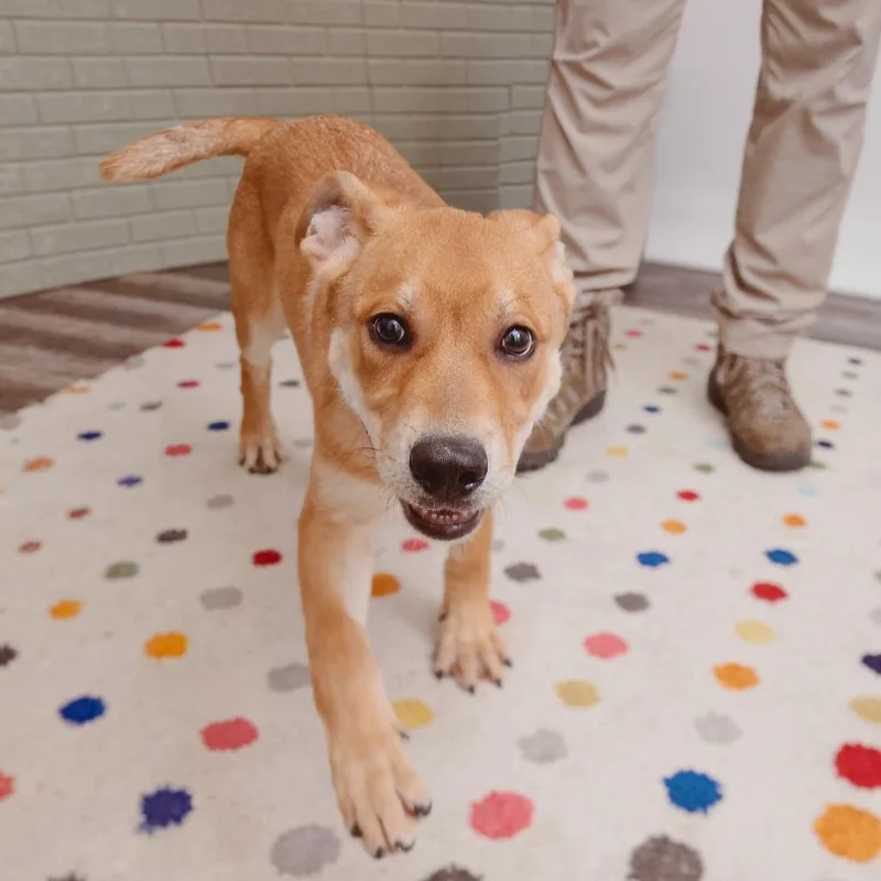 A baby medium-sized male Pit Bull Terrier dog named Tarsus for adoption in Los Angeles, CA