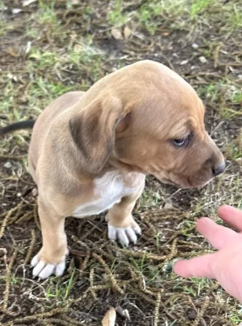 A baby medium-sized female Hound dog named Winky for adoption in Hartsville, SC