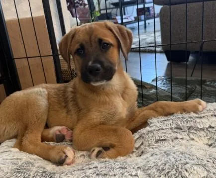 A baby medium-sized male Shepherd dog named Pickles for adoption in Thornton, CO