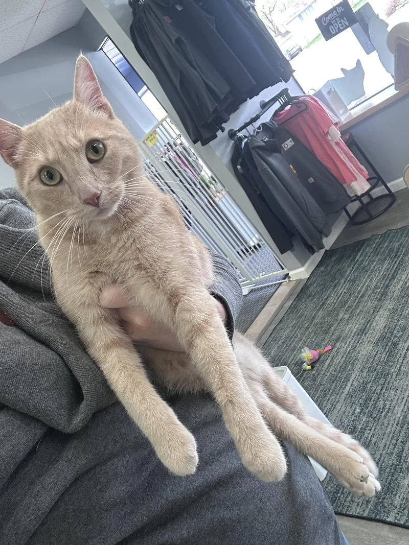 An adult medium-sized male Domestic Short Hair cat named Jameson And Patrick for adoption in Blaine, MN