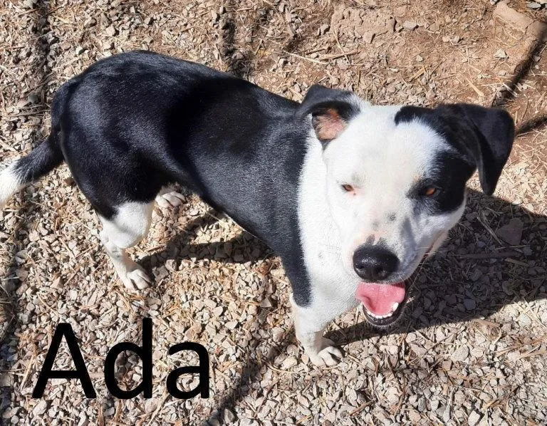 Ada thumbnail 2