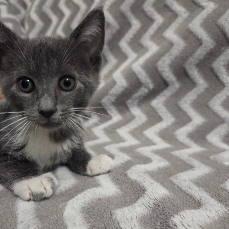A baby small-sized male Gray / Blue / Silver Domestic Short Hair cat named Manhattan for adoption in Brea, CA