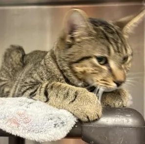 A young large-sized male Brown / Chocolate Domestic Short Hair cat named Hawk for adoption in Braintree, MA