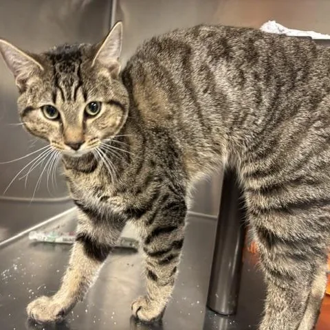 Hawk thumbnail 4