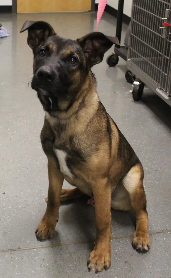 An adult large-sized male German Shepherd Dog dog named Pen  Macho for adoption in Lawrenceville, GA
