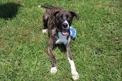 An adult large-sized male Mixed Breed dog named Roscoe for adoption in Kansas City, MO