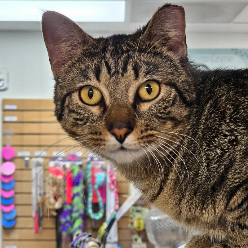 A young medium-sized male Domestic Short Hair cat named Stumpy for adoption in Shoreline, WA